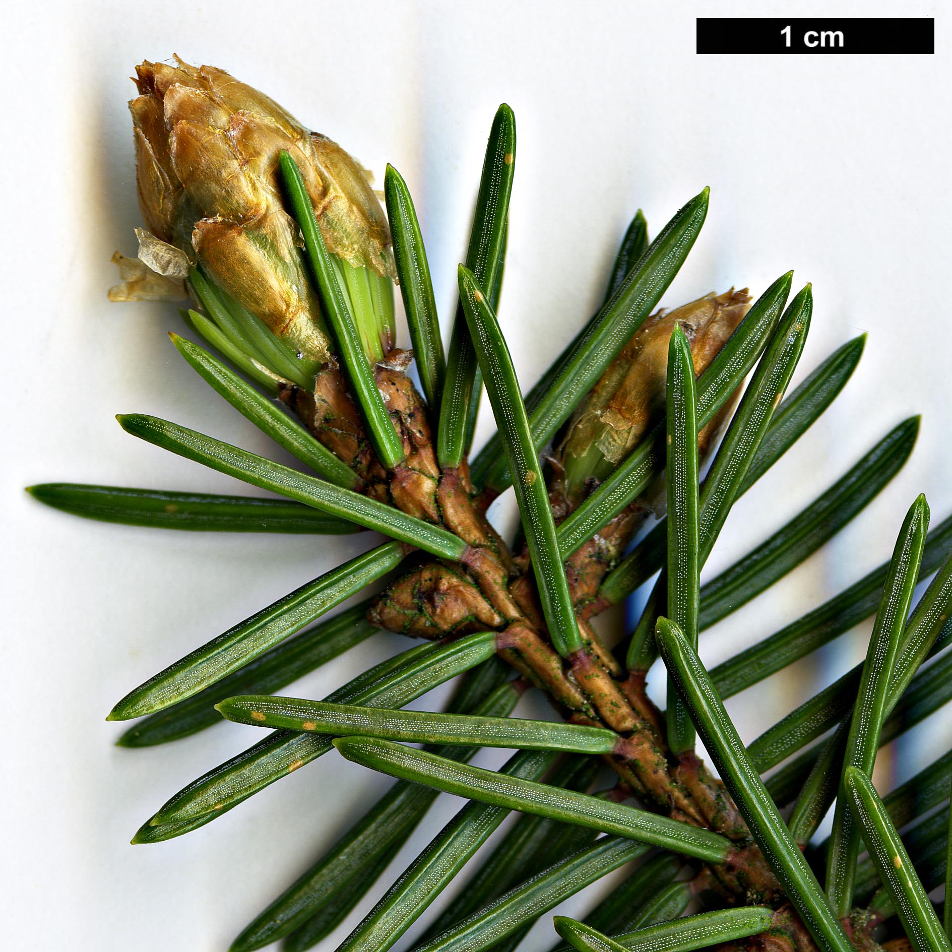 High resolution image: Family: Pinaceae - Genus: Picea - Taxon: asperata - SpeciesSub: var. ponderosa